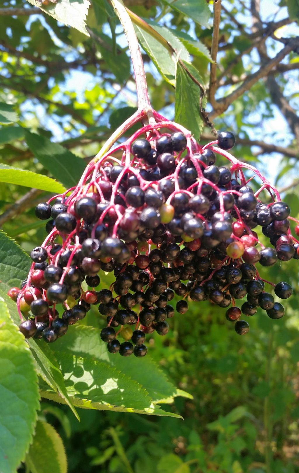 Sambucus nigra